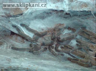 Chilobrachys-sp.-Guangxiensis